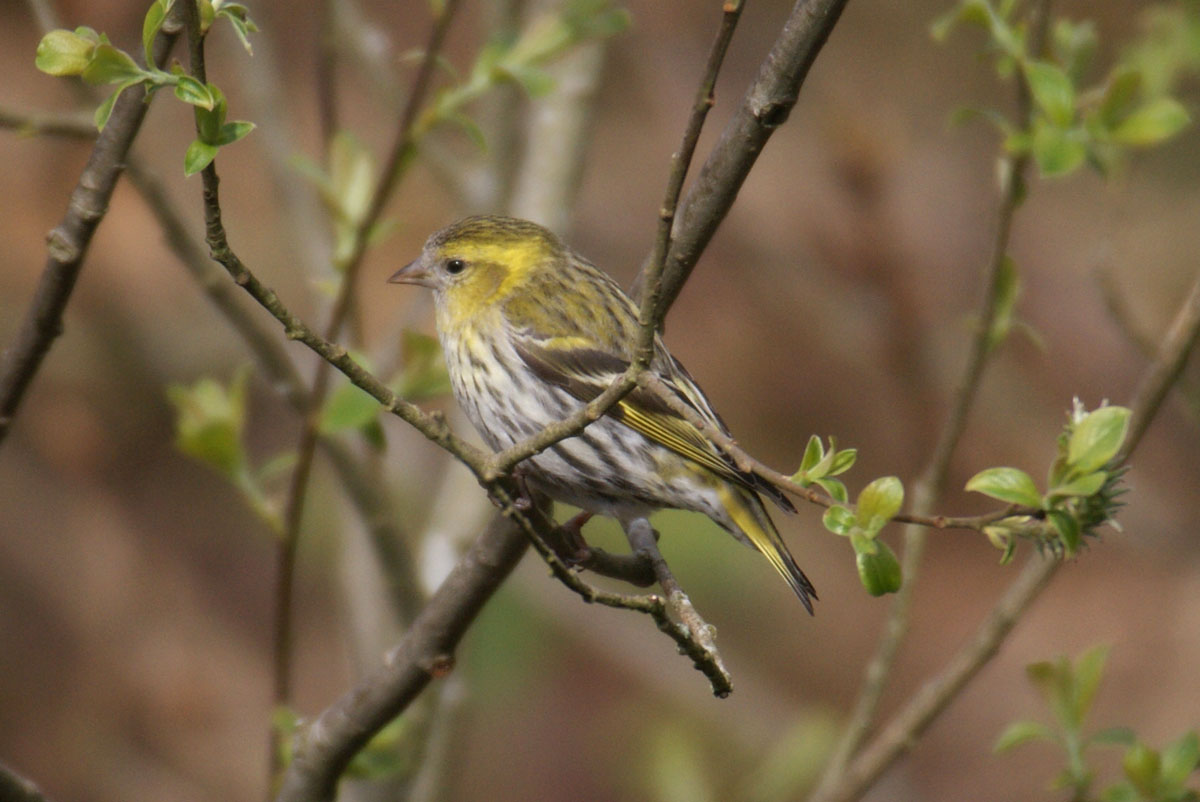 Siskin by Ed Drewitt